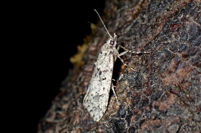 <i>Diurnea fagella</i>