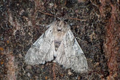 <i>Achlya flavicornis</i>
