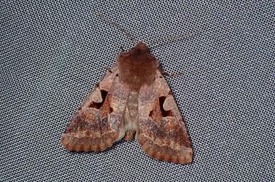 <i>Orthosia gothica</i>