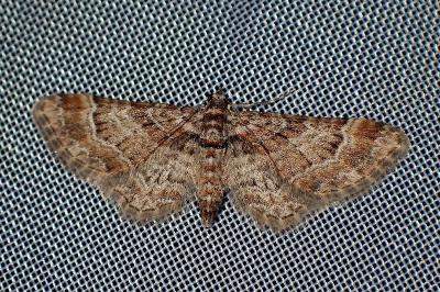 <i>Gymnoscelis rufifasciata</i>