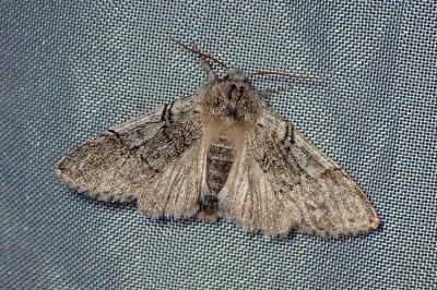 <i>Achlya flavicornis</i>