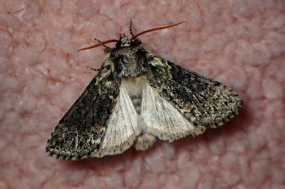 <i>Polyploca ridens</i>