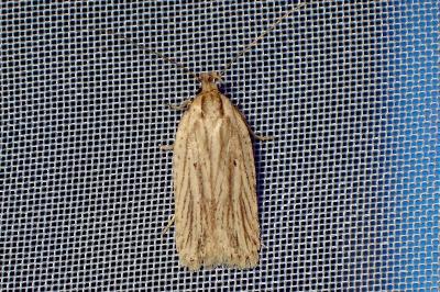 <i>Agonopterix umbellana</i>