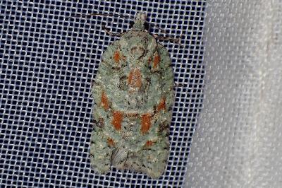 <i>Acleris literana</i>
