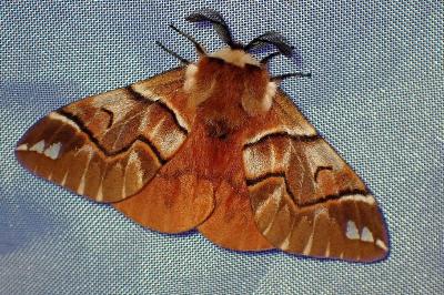 <i>Endromis versicolora</i>
