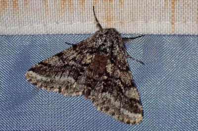 <i>Lycia hirtaria</i>