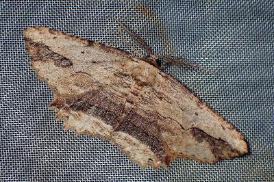 <i>Menophra abruptaria</i>