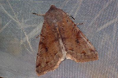 <i>Orthosia incerta</i>