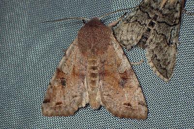 <i>Orthosia incerta</i>