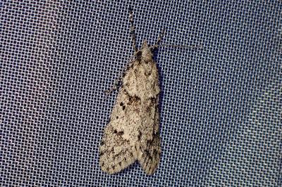 <i>Diurnea fagella</i>