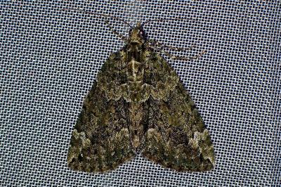 <i>Chloroclysta siterata</i>