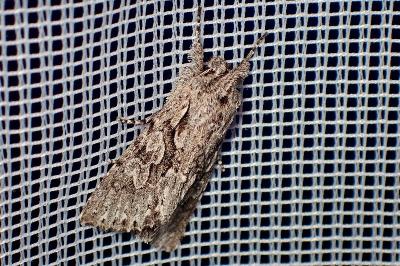 <i>Xylocampa areola</i>