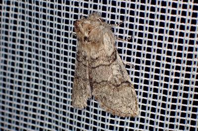 <i>Achlya flavicornis</i>