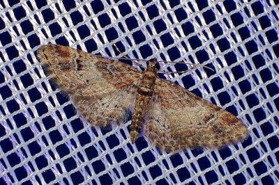 <i>Gymnoscelis rufifasciata</i>