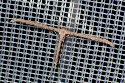 <i>Emmelina monodactyla</i>