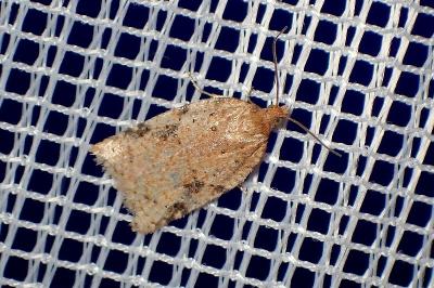 <i>Acleris ferrugana/notana</i>