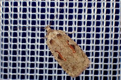 <i>Agonopterix ocellana</i>