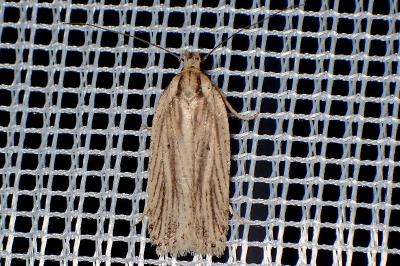 <i>Agonopterix umbellana</i>