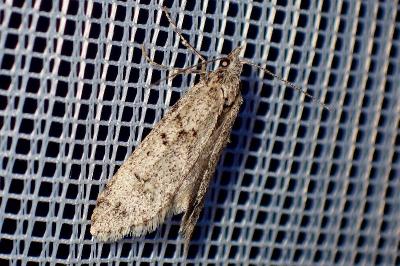 <i>Diurnea fagella</i>