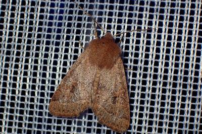 <i>Orthosia cerasi</i>