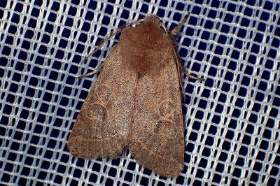 <i>Orthosia cerasi</i>