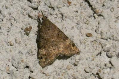 <i>Hypena obsitalis</i>