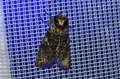 <i>Achlya flavicornis</i>