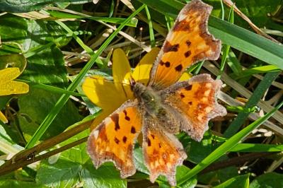 <i>Polygonia c-album</i>
