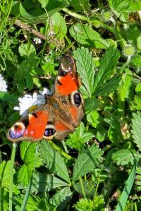 <i>Aglais io</i>