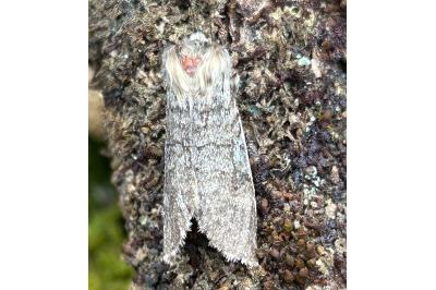 <i>Achlya flavicornis</i>