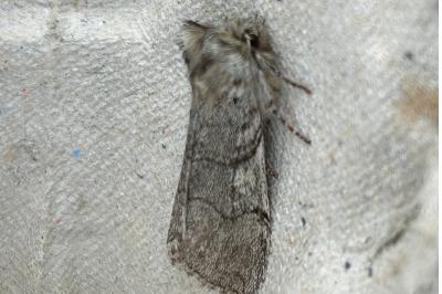 <i>Achlya flavicornis</i>