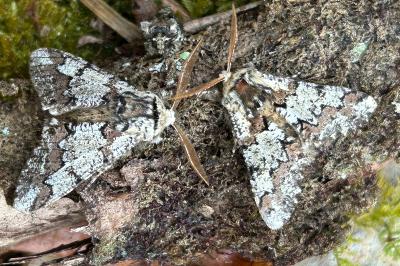 <i>Biston strataria</i>