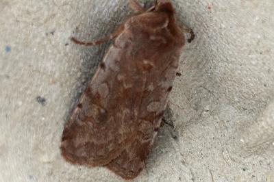 <i>Cerastis rubricosa</i>