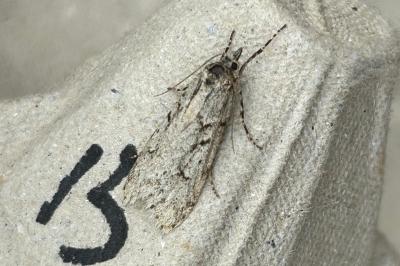 <i>Diurnea fagella</i>