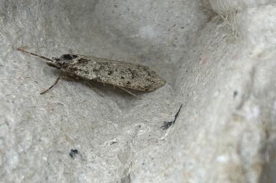 <i>Diurnea fagella</i>