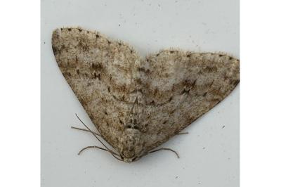 <i>Ectropis crepuscularia</i>