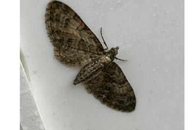 <i>Eupithecia abbreviata</i>