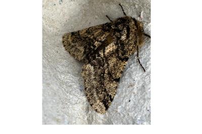 <i>Lycia hirtaria</i>