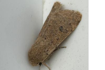 <i>Orthosia cruda</i>