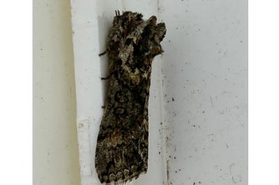 <i>Polyploca ridens</i>