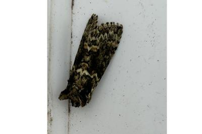 <i>Polyploca ridens</i>
