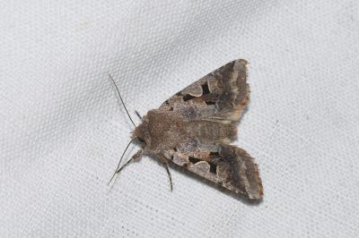 <i>Orthosia gothica</i>