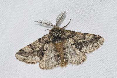<i>Lycia hirtaria</i>