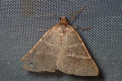 <i>Perigune narbonea</i>
