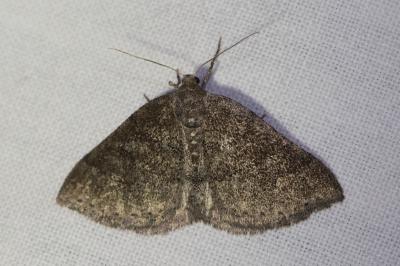 <i>Aleucis distinctata</i>