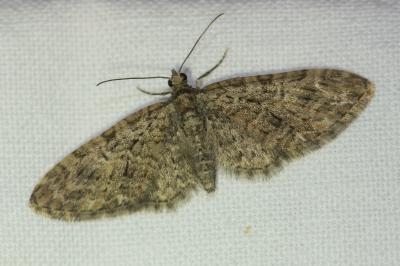 <i>Eupithecia abbreviata</i>