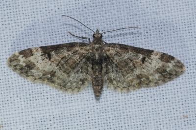 <i>Eupithecia irriguata</i>