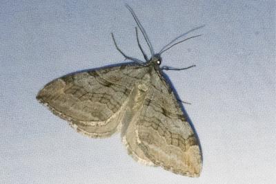 <i>Aplocera efformata</i>