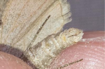 <i>Aplocera efformata</i>