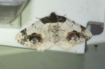 <i>Ligdia adustata</i>